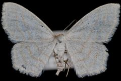 Scopula quinquelinearia by Jeremy deWaard, University of British Columbia. Used under a CC BY 3.0 license.