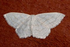 Scopula quinquelinearia 01 by CBG Photography Group, Centre for Biodiversity Genomics. Used under a CC0 license.
