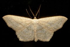 Scopula quinquelinearia 02 by CBG Photography Group, Centre for Biodiversity Genomics. Used under a CC0 license.