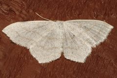 Scopula quinquelinearia 05 by CBG Photography Group, Centre for Biodiversity Genomics. Used under a CC0 license.