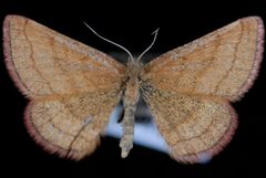 Scopula sentinaria by Jeremy deWaard, University of British Columbia. Used under a CC BY 3.0 license.