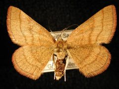 Scopula sentinaria1 by Jeremy deWaard, University of British Columbia. Used under a CC BY 3.0 license.