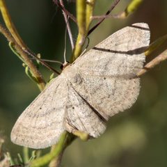 Scopula-siccata-240501 by ABQdog. Used under a CC BY-SA 4.0 license.