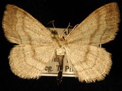 Scopula siccata by Jeremy deWaard, University of British Columbia. Used under a CC BY 3.0 license.