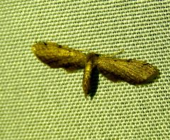 Euacidalia brownsvillea 68743147 by Francisco Farriols Sarabia. Used under a CC BY 4.0 license.