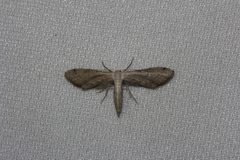 Euacidalia sericearia 38640155 by Juan Cruzado Cortés. Used under a CC BY-SA 4.0 license.