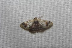 Idaea asceta 12649131 by Juan Cruzado Cortés. Used under a CC BY-SA 4.0 license.