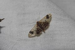 Idaea asceta 6465200 by Juan Cruzado Cortés. Used under a CC BY-SA 4.0 license.
