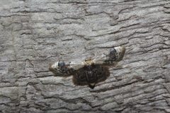 Idaea asceta 6767215 by Juan Cruzado Cortés. Used under a CC BY-SA 4.0 license.