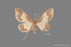 Idaea basinta ASUHIC0110946 by Arizona State University Hasbrouck Insect Collection. Used under a CC0 license.