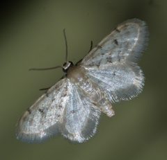 Idaea bonifata P1550505a by 
xpda. Used under a CC BY-SA 4.0 license.