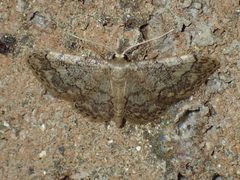 Idaea celtima 4693511 by John P. Friel. Used under a CC BY 4.0 license.