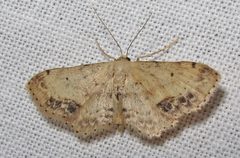 Idaea dimidiata 1 by Jacy Lucier. Used under a CC BY-SA 4.0 license.