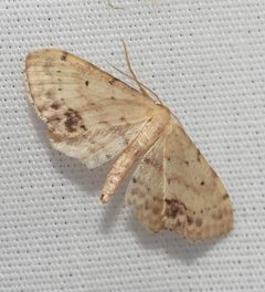 Idaea dimidiata 47943263 by Peter Waycik. Used under a CC0 license.