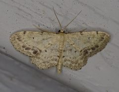 Idaea dimidiata 80961559 by Patrick Hanly. Used under a CC BY 4.0 license.
