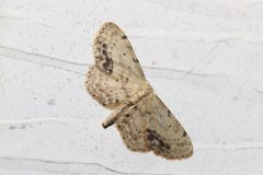 Idaea dimidiata 88173037 by Allan Harris. Used under a CC0 license.