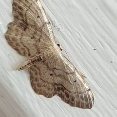 Idaea dimidiata 92597201 by Cilla Moerman. Used under a CC BY 4.0 license.