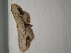 Idaea dimidiata 95246602 by John Brew. Used under a CC BY 4.0 license.