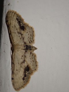 Idaea dimidiata 95246637 by John Brew. Used under a CC BY 4.0 license.