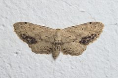Idaea dimidiata Bytom by Gower. Used under a CC BY-SA 4.0 license.
