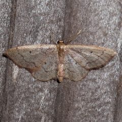 Idaea eremiata 2167943 by Ken-ichi Ueda. Used under a CC BY 4.0 license.