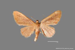 Idaea eremiata ASUHIC0115752 by Arizona State University Hasbrouck Insect Collection. Used under a CC0 license.