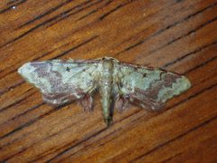 Idaea furciferata 18847200 by John P. Friel. Used under a CC BY 4.0 license.