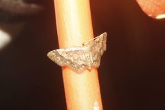 Idaea furciferata 1897116 by Juan Cruzado Cortés. Used under a CC BY-SA 4.0 license.