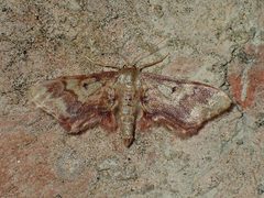 Idaea furciferata 76281510 by John P. Friel. Used under a CC BY 4.0 license.