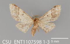Idaea furciferata CSU ENT1107598 by CSU, Department of Bioagricultural Sciences and Pest Management. Used under a CC0 license.