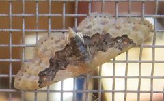 Idaea gemmata1 by JerryFriedman. Used under a CC BY-SA 3.0 license.