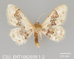 Idaea gemmata CSU ENT1062939 by CSU, Department of Bioagricultural Sciences and Pest Management. Used under a CC0 license.