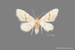 Idaea microphysa ASUHIC0110919 by Arizona State University Hasbrouck Insect Collection. Used under a CC0 license.