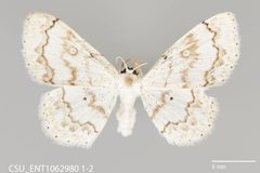 Idaea obfusaria CSU ENT1062980 by CSU, Department of Bioagricultural Sciences and Pest Management. Used under a CC0 license.