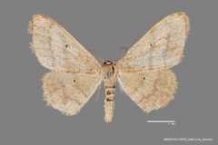Idaea pervertipennis ASUHIC0110923 by Arizona State University Hasbrouck Insect Collection. Used under a CC0 license.