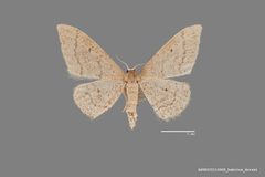 Idaea productata ASUHIC0110965 by Arizona State University Hasbrouck Insect Collection. Used under a CC0 license.