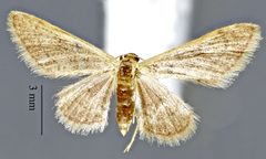 Idaea productata DPG1HEXA0003675 by Dugway Proving Ground Natural History Collection. Used under a CC0 license.