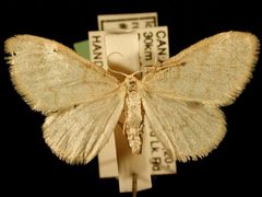 Idaea rotundopennata by Jeremy deWaard, University of British Columbia. Used under a CC BY 3.0 license.