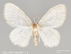 Idaea rotundopennata CSU ENT1062981 by CSU, Department of Bioagricultural Sciences and Pest Management. Used under a CC0 license.