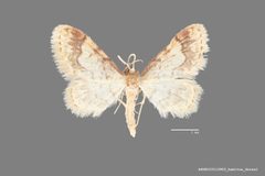 Idaea skinnerata ASUHIC0110963 by Arizona State University Hasbrouck Insect Collection. Used under a CC0 license.