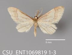 Idaea skinnerata CSU ENT1069819 by CSU, Department of Bioagricultural Sciences and Pest Management. Used under a CC0 license.