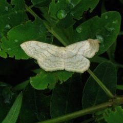 Idaea tacturata by Dendroica cerulea. Used under a CC BY 2.0 license.