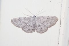 Idaea violacearia 18553092 by John P. Friel. Used under a CC BY 4.0 license.