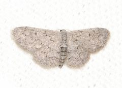 Idaea violacearia 28276109 by Judy Gallagher. Used under a CC BY 4.0 license.