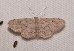 Idaea violacearia 43687342 by Laura Gaudette. Used under a CC BY 4.0 license.