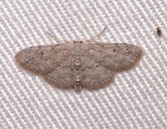 Idaea violacearia 93892070 by Laura Gaudette. Used under a CC BY 4.0 license.