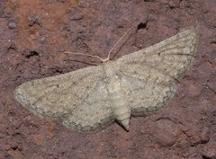 Lobocleta ossularia P1120417a by 
xpda. Used under a CC BY-SA 4.0 license.