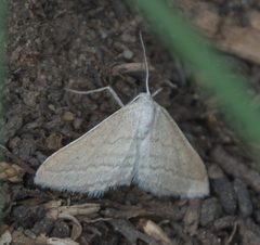 Lobocleta plemyraria - inat 56941044 by {{{name}}}. Used under a CC BY-SA 4.0 license.