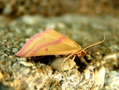 Haematopis grataria 1 by Jacy Lucier. Used under a CC BY-SA 4.0 license.