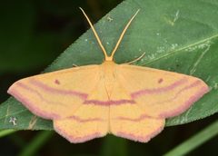 Haematopis grataria 93324290 by skitterbug. Used under a CC BY 4.0 license.